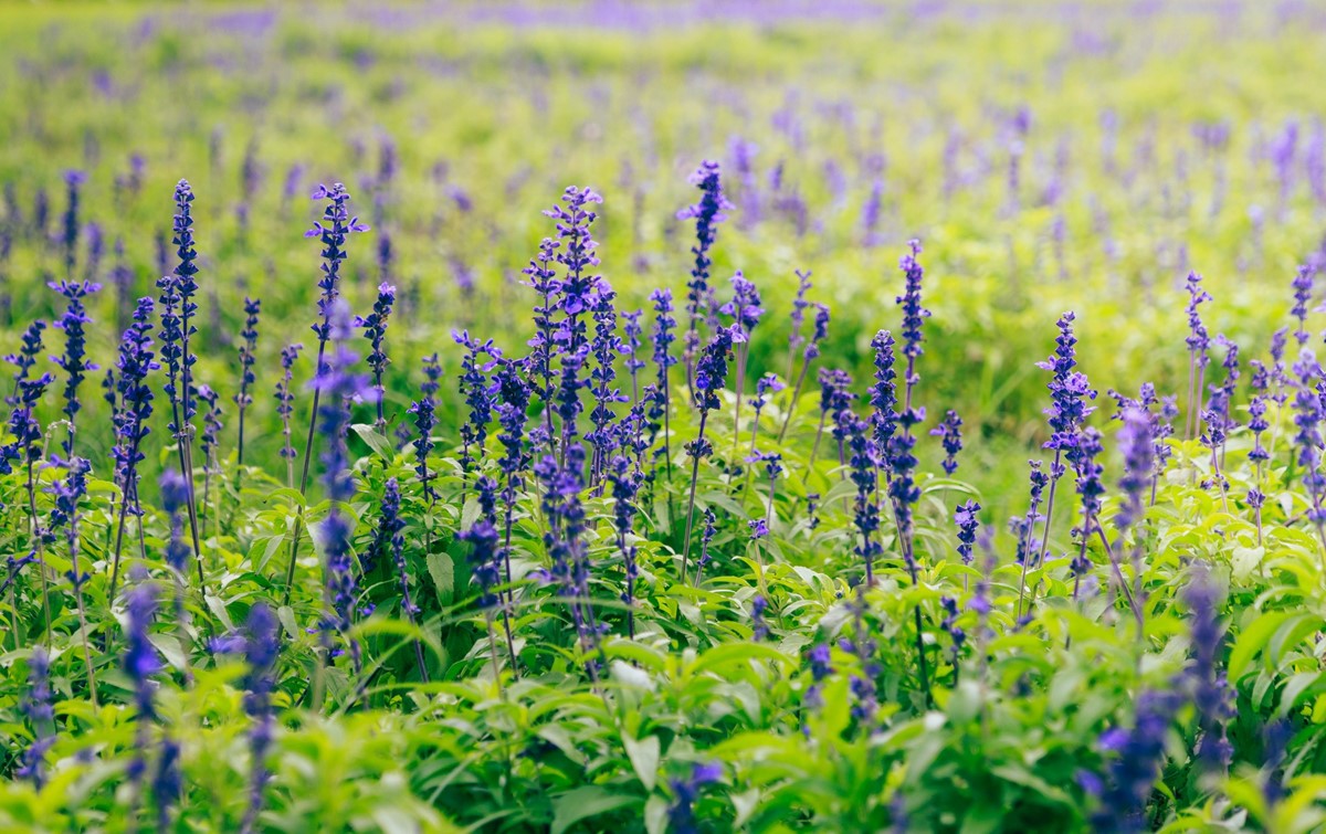 免費賞花景點!「台北中正河濱公園」花海倒數中,13萬盆彩色花朵綻放 免費賞花景點!「台北中正河濱公園」花海倒數中,13萬盆彩色花朵綻放