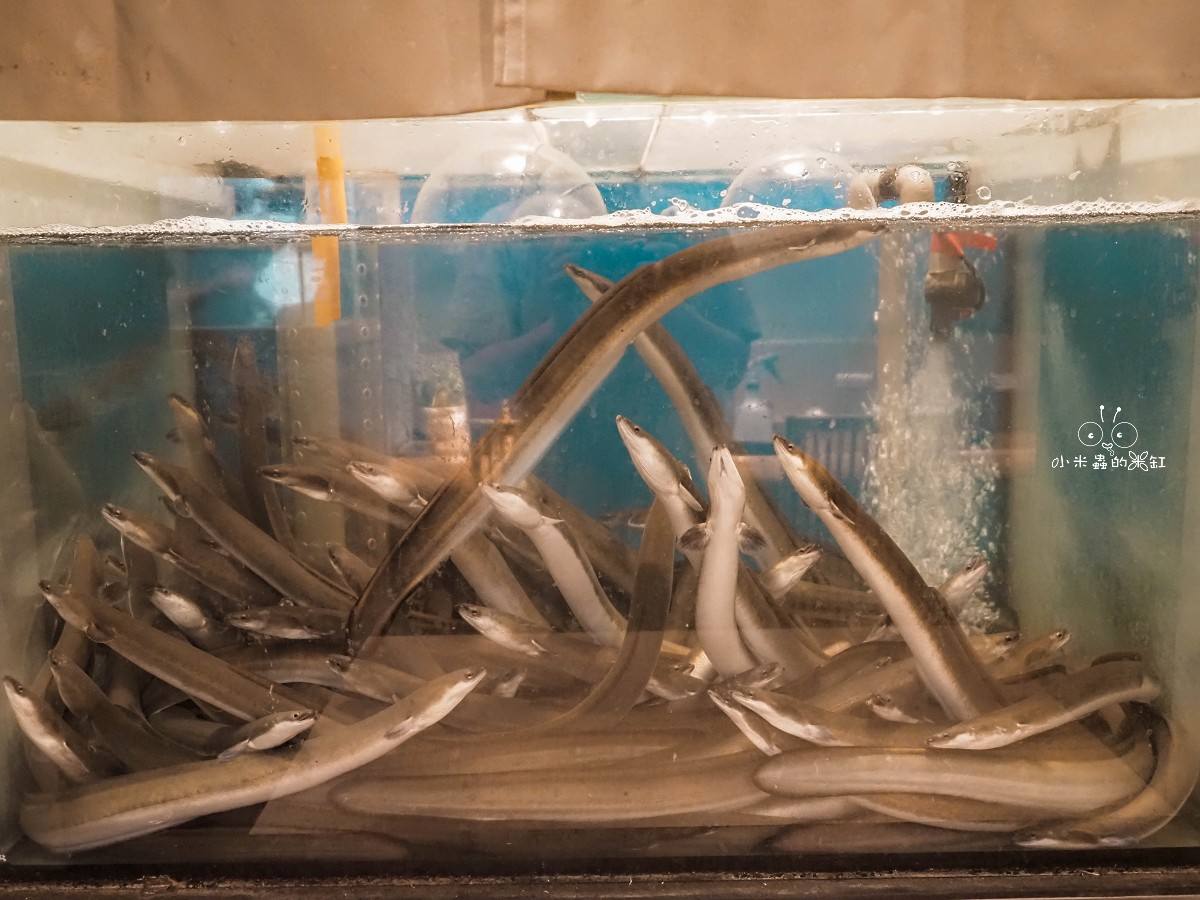 鰻魚前世今生：從庶民食材躍升高級料理