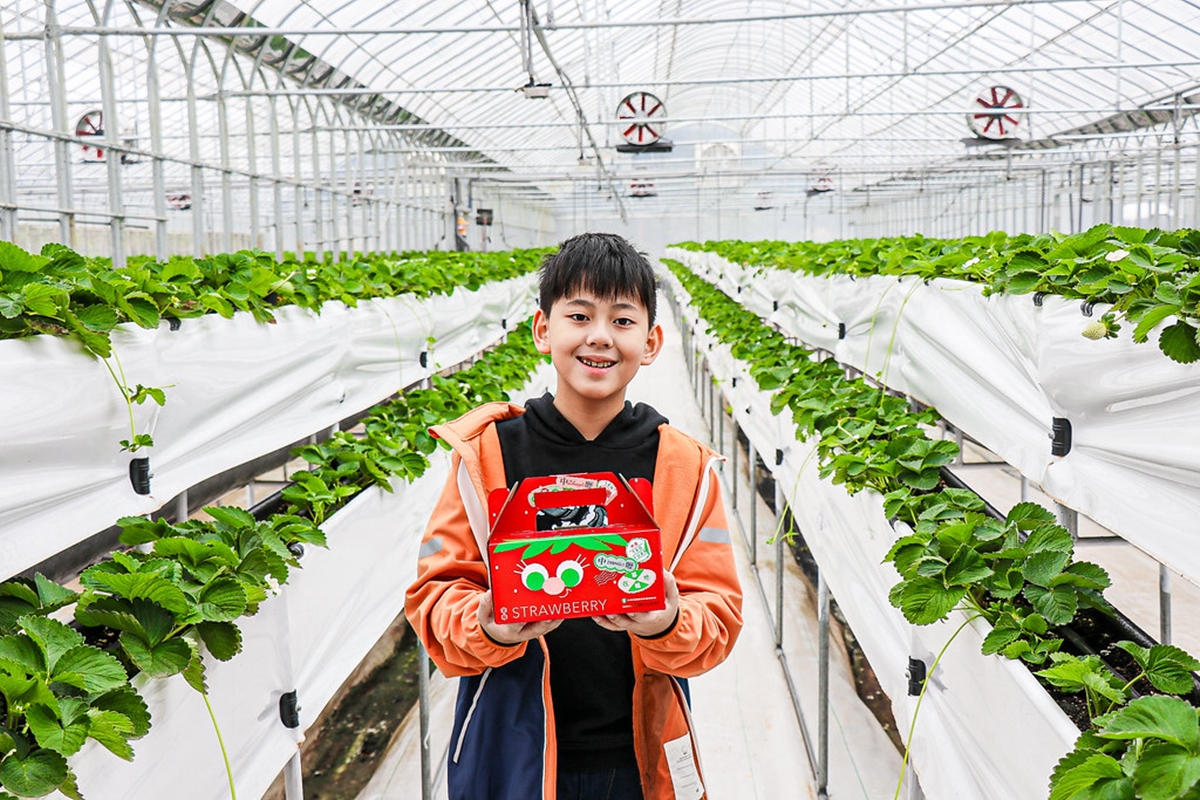 送草莓氣泡飲現省80元！親子必遊12家草莓農場，還可賞落羽松、做糖葫蘆