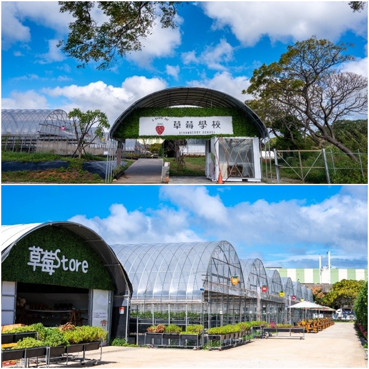 送草莓氣泡飲現省80元！親子必遊12家草莓農場，還可賞落羽松、做糖葫蘆