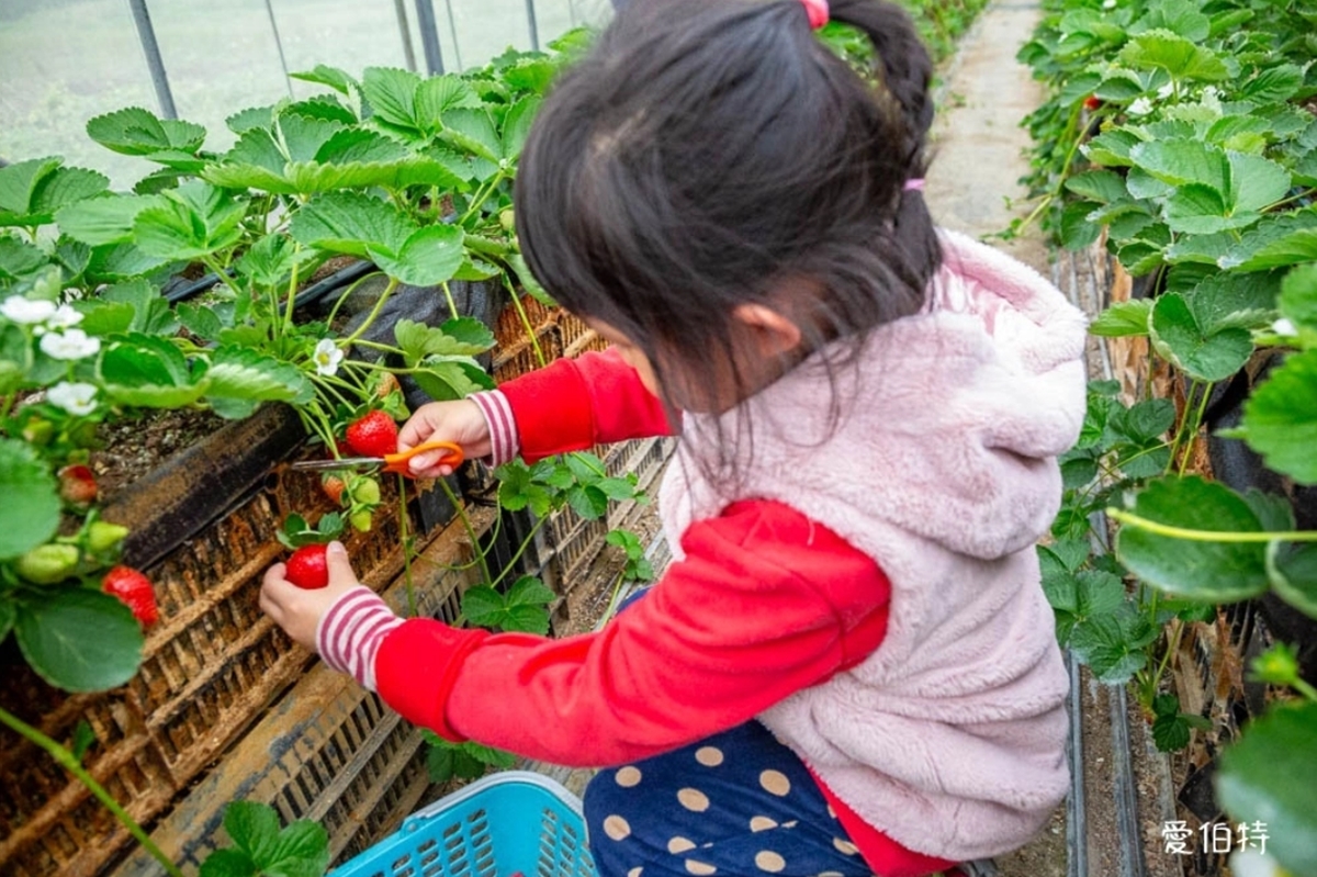 送草莓氣泡飲現省80元！親子必遊12家草莓農場，還可賞落羽松、做糖葫蘆