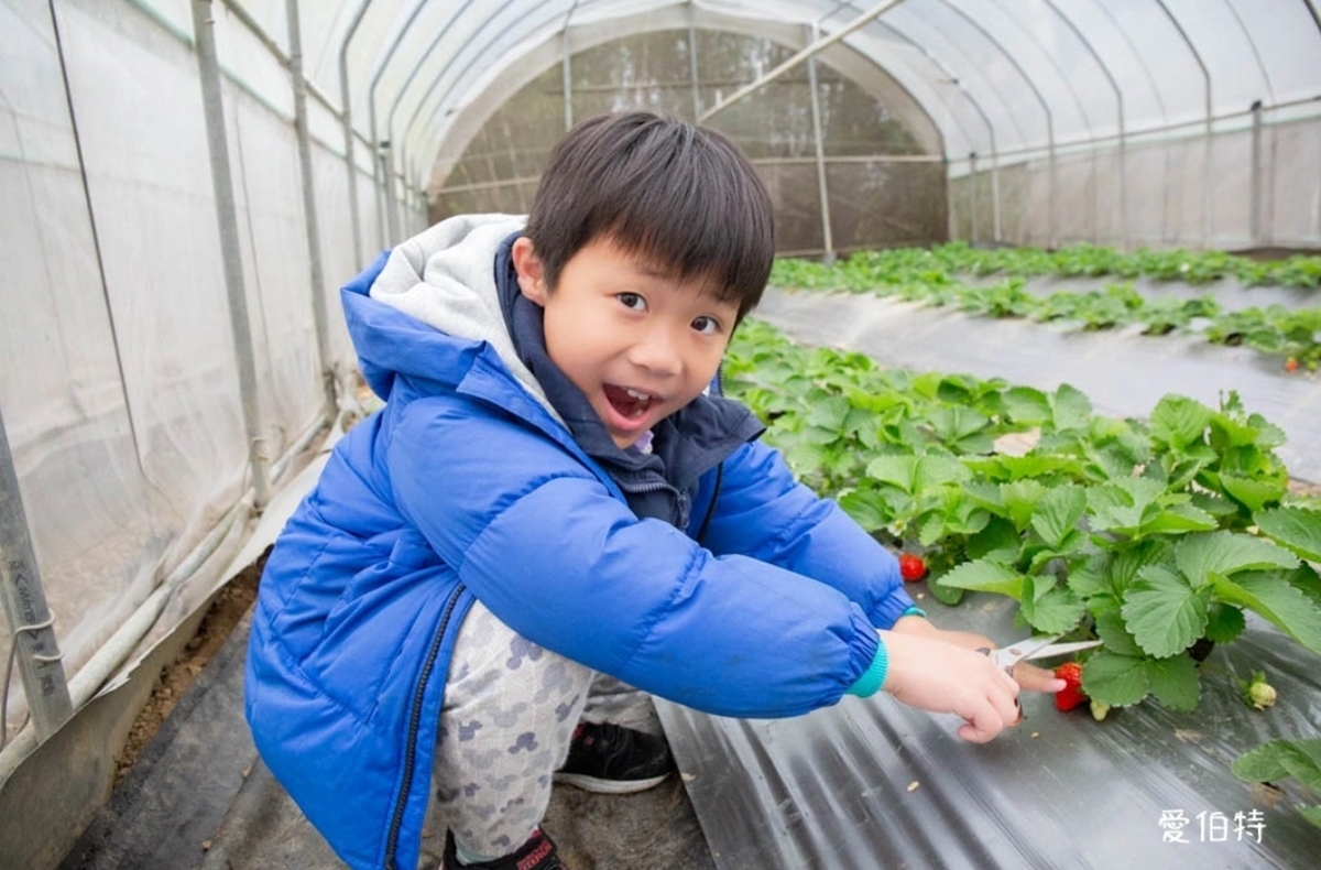 送草莓氣泡飲現省80元！親子必遊12家草莓農場，還可賞落羽松、做糖葫蘆