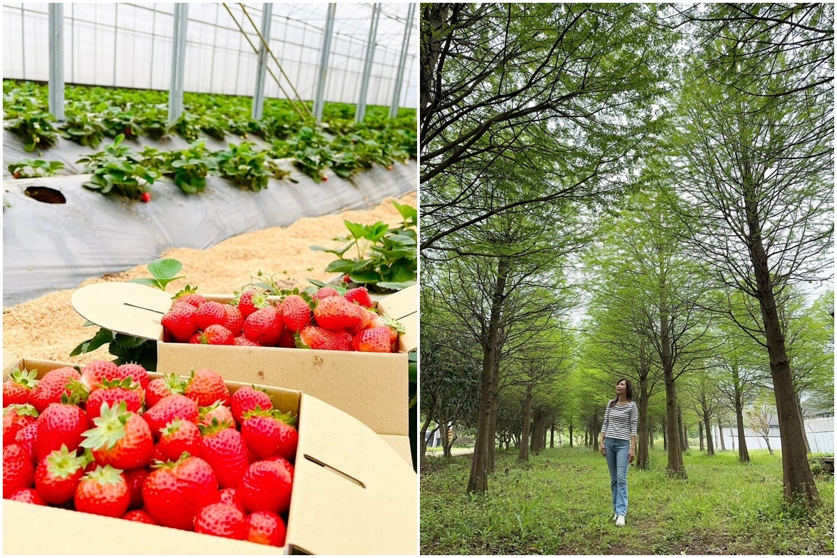 送草莓氣泡飲現省80元！親子必遊12家草莓農場，還可賞落羽松、做糖葫蘆