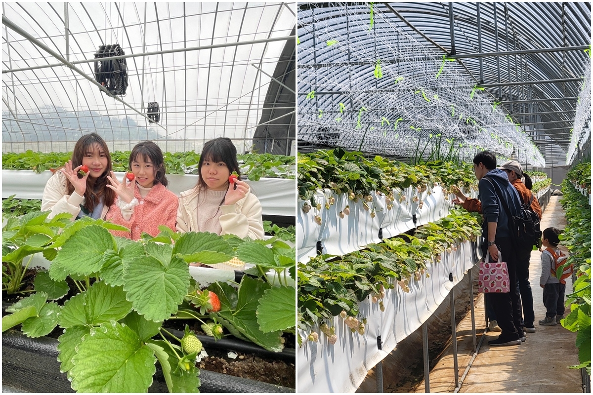 送草莓氣泡飲現省80元！親子必遊12家草莓農場，還可賞落羽松、做糖葫蘆