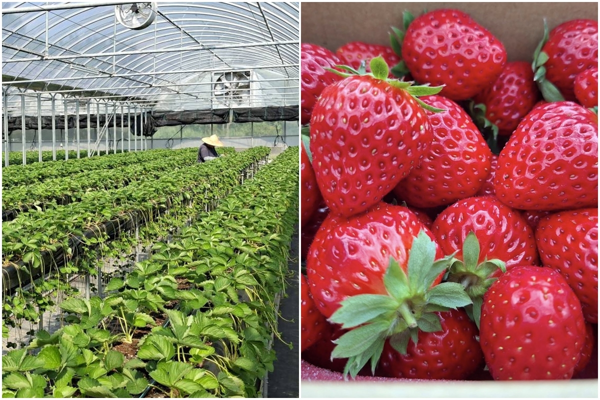 送草莓氣泡飲現省80元！親子必遊12家草莓農場，還可賞落羽松、做糖葫蘆