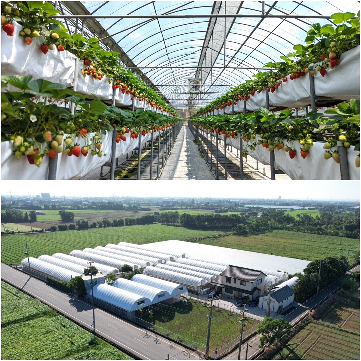 送草莓氣泡飲現省80元！親子必遊12家草莓農場，還可賞落羽松、做糖葫蘆