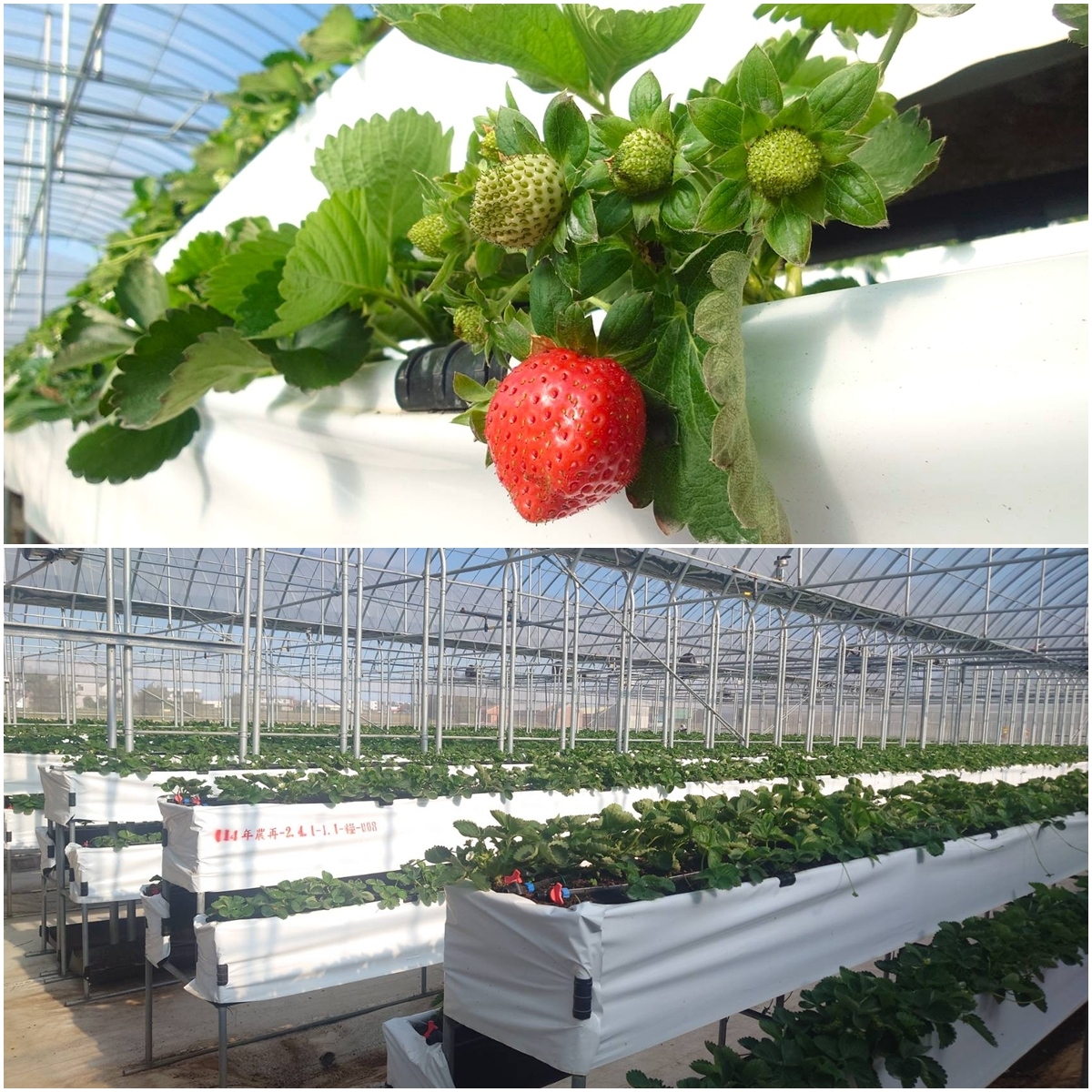 送草莓氣泡飲現省80元！親子必遊12家草莓農場，還可賞落羽松、做糖葫蘆