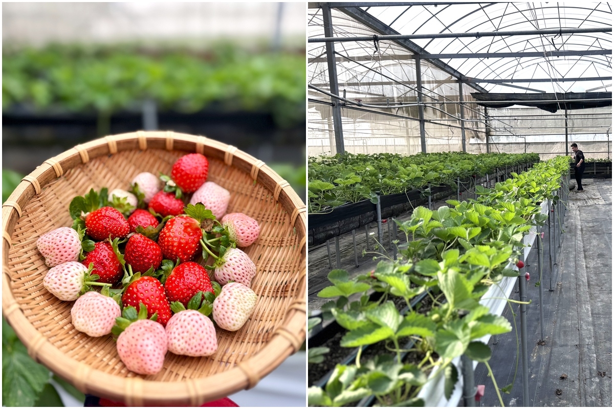 送草莓氣泡飲現省80元！親子必遊12家草莓農場，還可賞落羽松、做糖葫蘆
