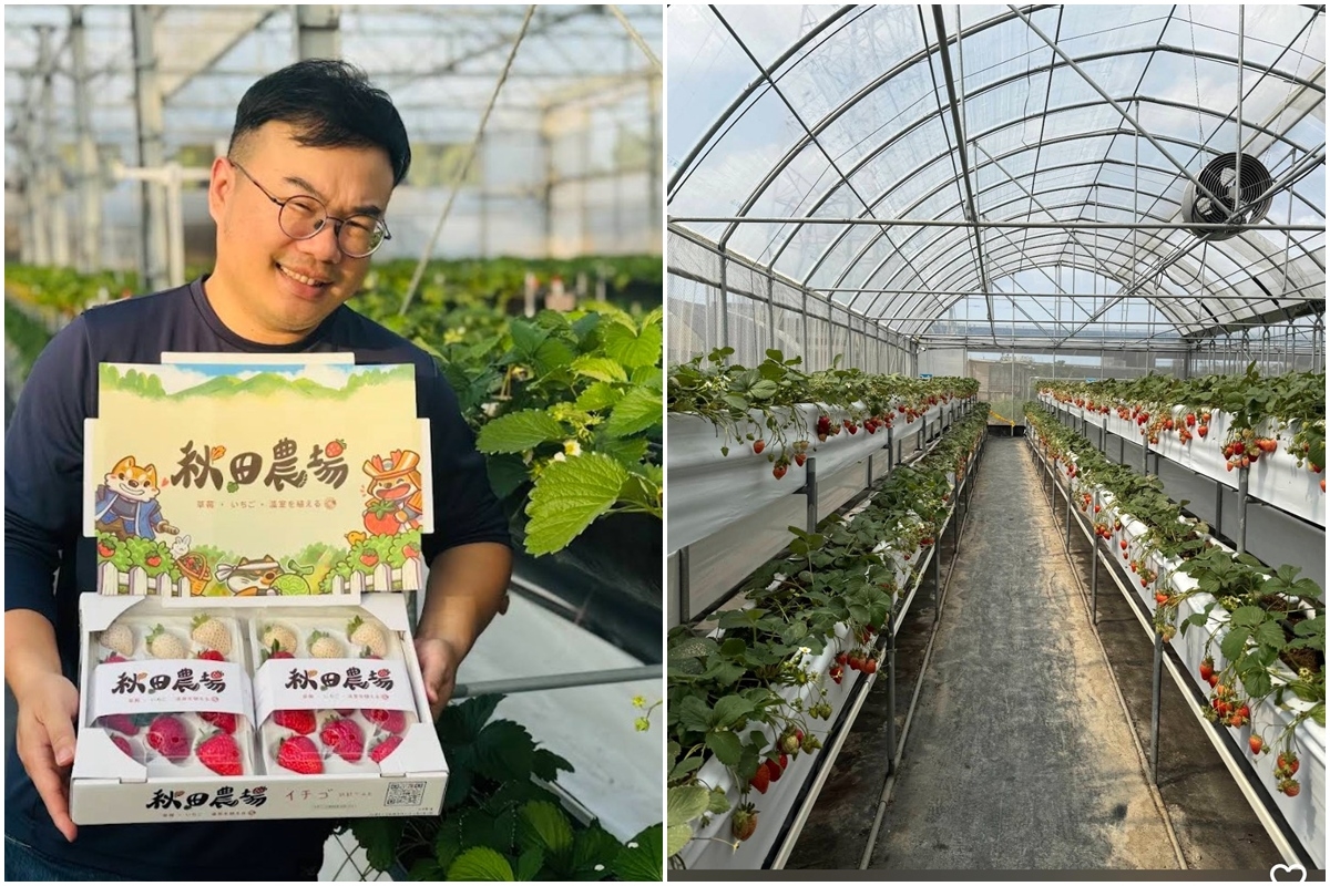 送草莓氣泡飲現省80元！親子必遊12家草莓農場，還可賞落羽松、做糖葫蘆