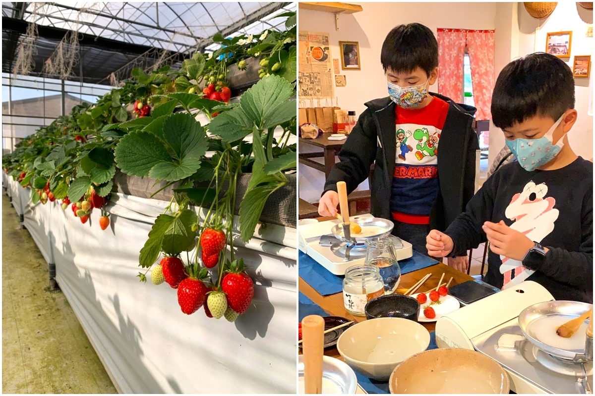 送草莓氣泡飲現省80元！親子必遊12家草莓農場，還可賞落羽松、做糖葫蘆