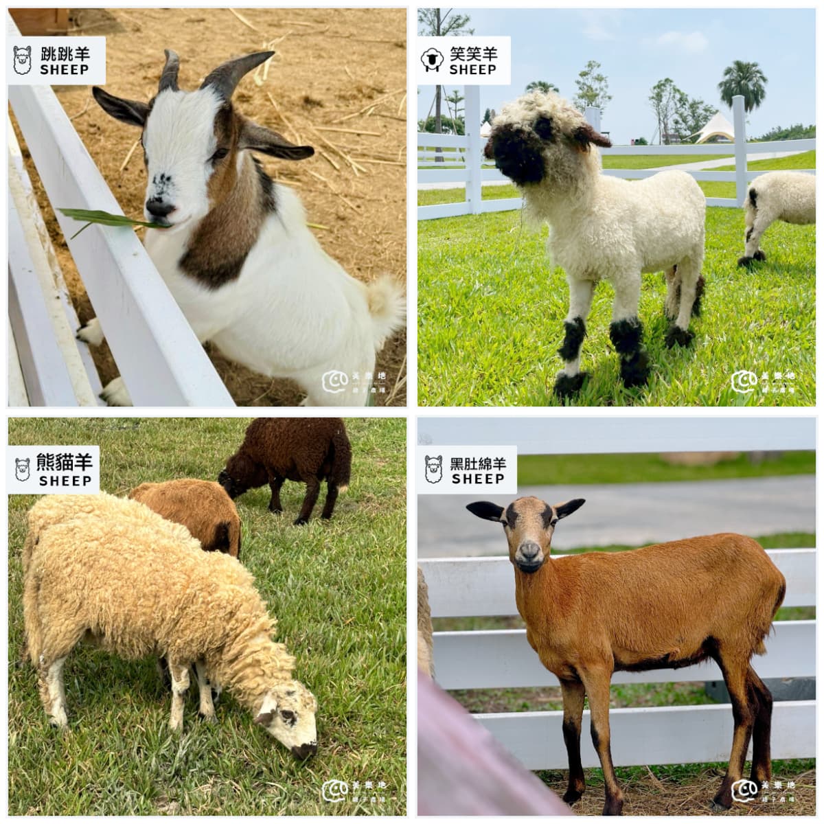 門票只要199元!台中最新「親子農場」藏這,近距離餵食互動呆萌水豚、狐獴 門票只要199元!台中最新「親子農場」藏這,近距離餵食互動呆萌水豚、狐獴