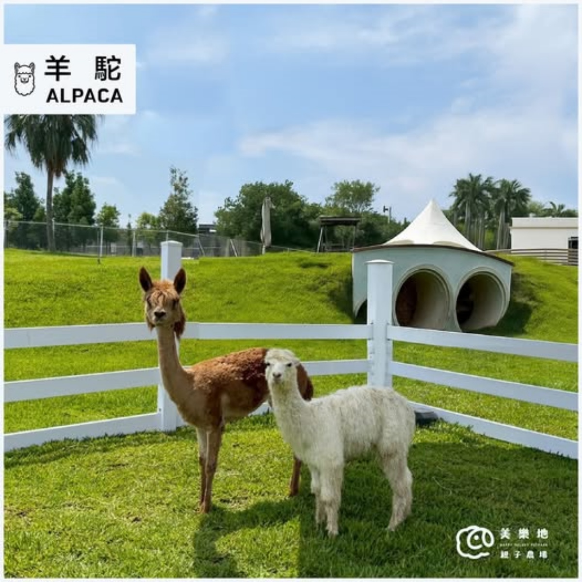 門票只要199元!台中最新「親子農場」藏這,近距離餵食互動呆萌水豚、狐獴 門票只要199元!台中最新「親子農場」藏這,近距離餵食互動呆萌水豚、狐獴