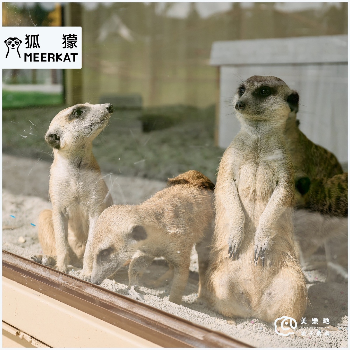 門票只要199元!台中最新「親子農場」藏這,近距離餵食互動呆萌水豚、狐獴 門票只要199元!台中最新「親子農場」藏這,近距離餵食互動呆萌水豚、狐獴