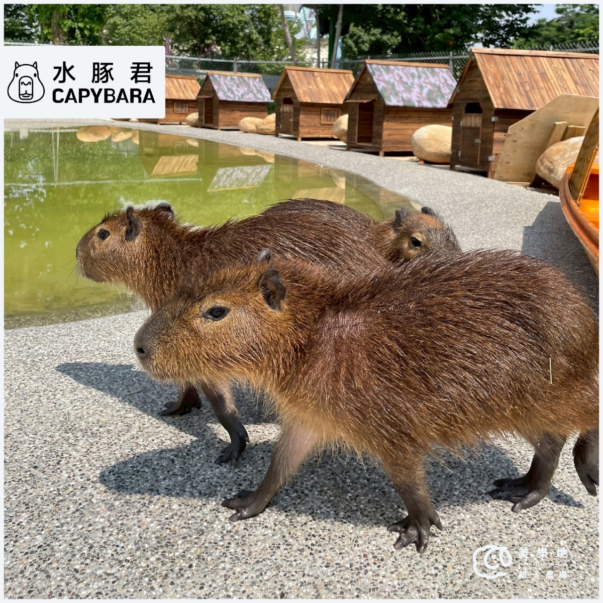 門票只要199元!台中最新「親子農場」藏這,近距離餵食互動呆萌水豚、狐獴 門票只要199元!台中最新「親子農場」藏這,近距離餵食互動呆萌水豚、狐獴