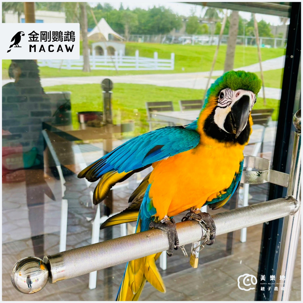 門票只要199元!台中最新「親子農場」藏這,近距離餵食互動呆萌水豚、狐獴 門票只要199元!台中最新「親子農場」藏這,近距離餵食互動呆萌水豚、狐獴