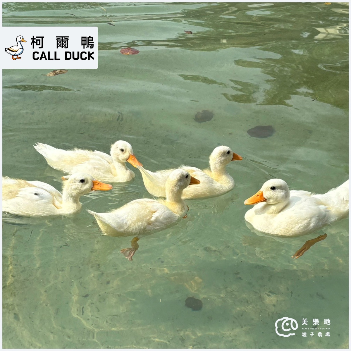 門票只要199元!台中最新「親子農場」藏這,近距離餵食互動呆萌水豚、狐獴 門票只要199元!台中最新「親子農場」藏這,近距離餵食互動呆萌水豚、狐獴