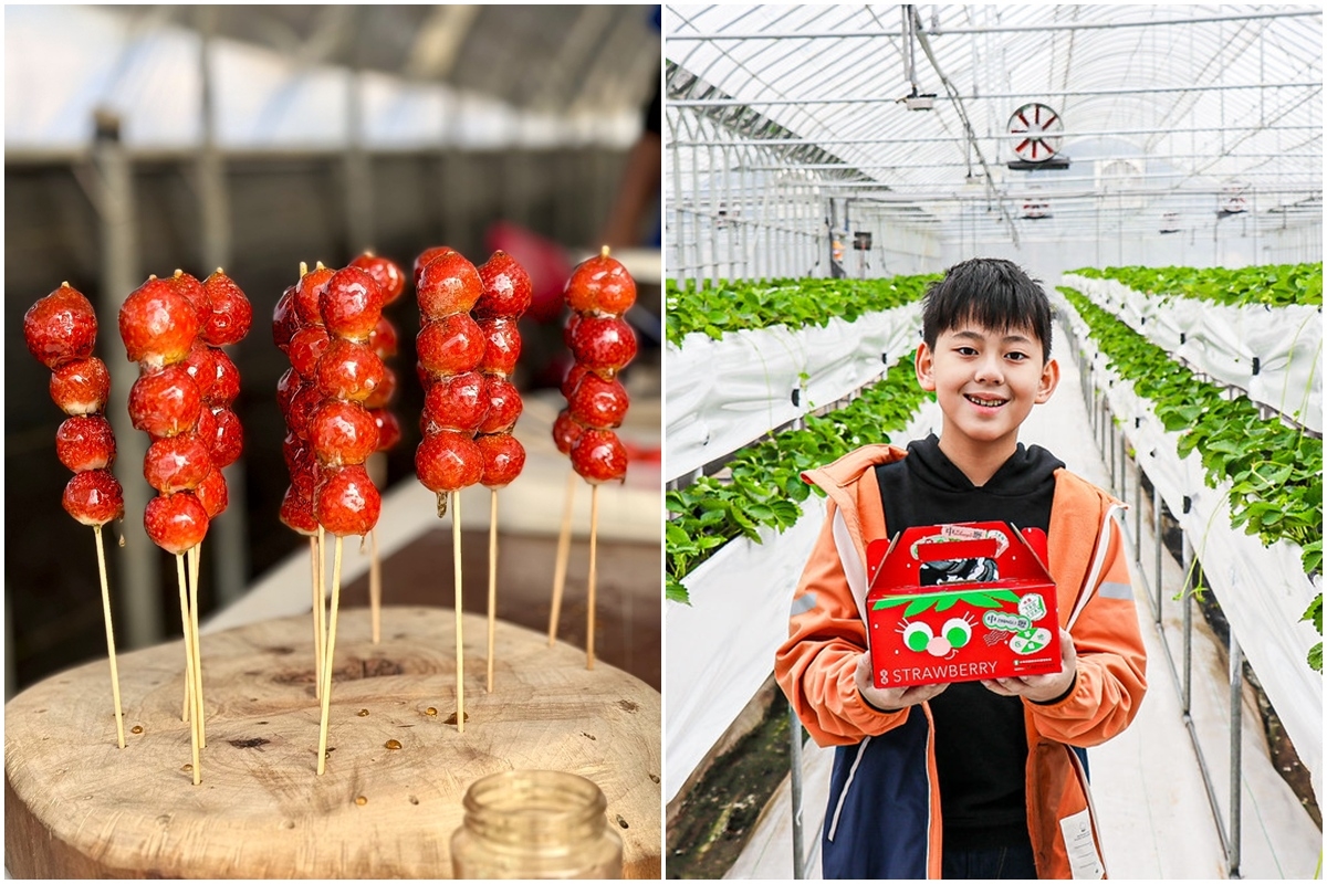 送草莓氣泡飲現省80元！親子必遊12家草莓農場，還可賞落羽松、做糖葫蘆(中獎公布)