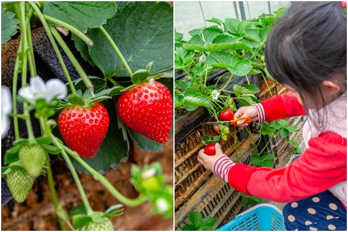 送草莓氣泡飲現省80元！親子必遊12家草莓農場，還可賞落羽松、做糖葫蘆(中獎公布)
