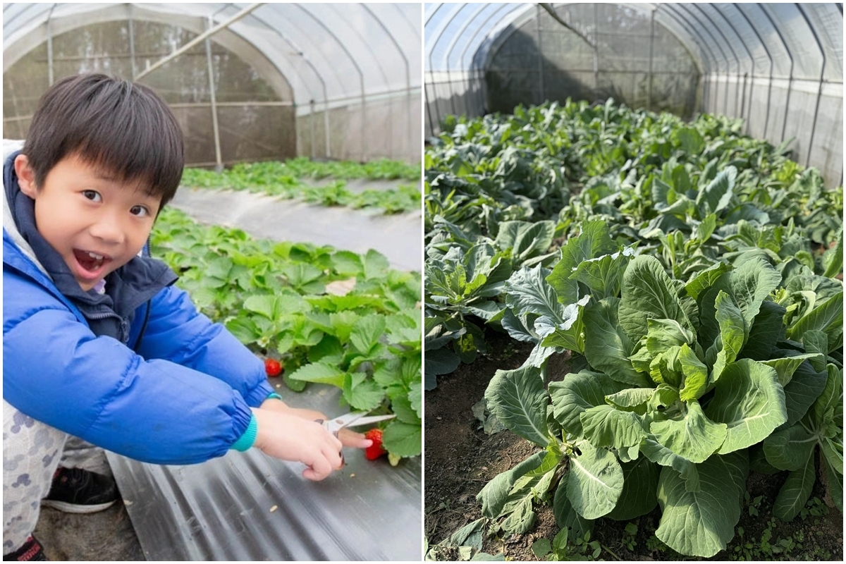 送草莓氣泡飲現省80元！親子必遊12家草莓農場，還可賞落羽松、做糖葫蘆(中獎公布)