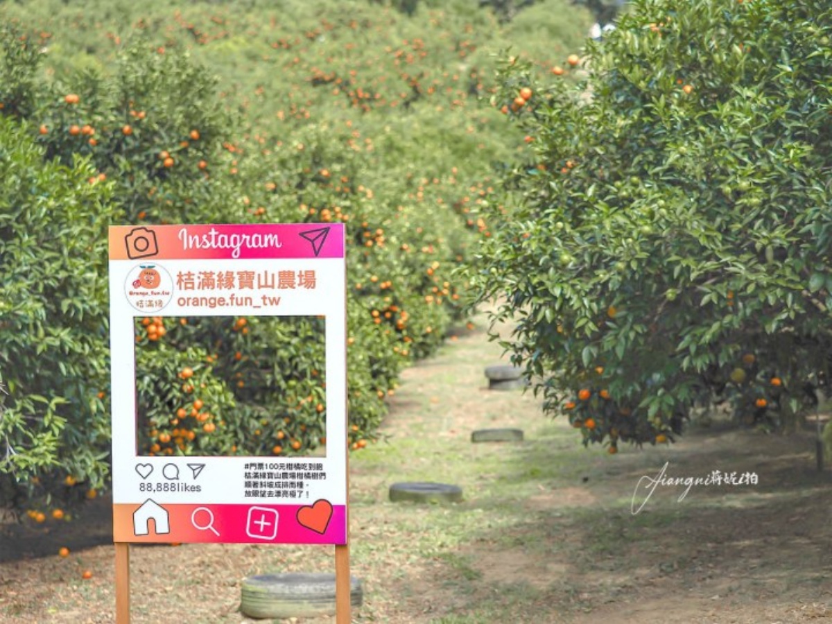 100元橘子吃到飽！美拍「台版濟州島」柑橘森林，入園方式、必吃品種看這篇