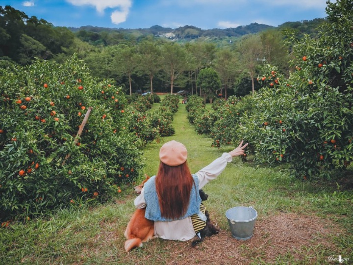 100元橘子吃到飽！美拍「台版濟州島」柑橘森林，入園方式、必吃品種看這篇