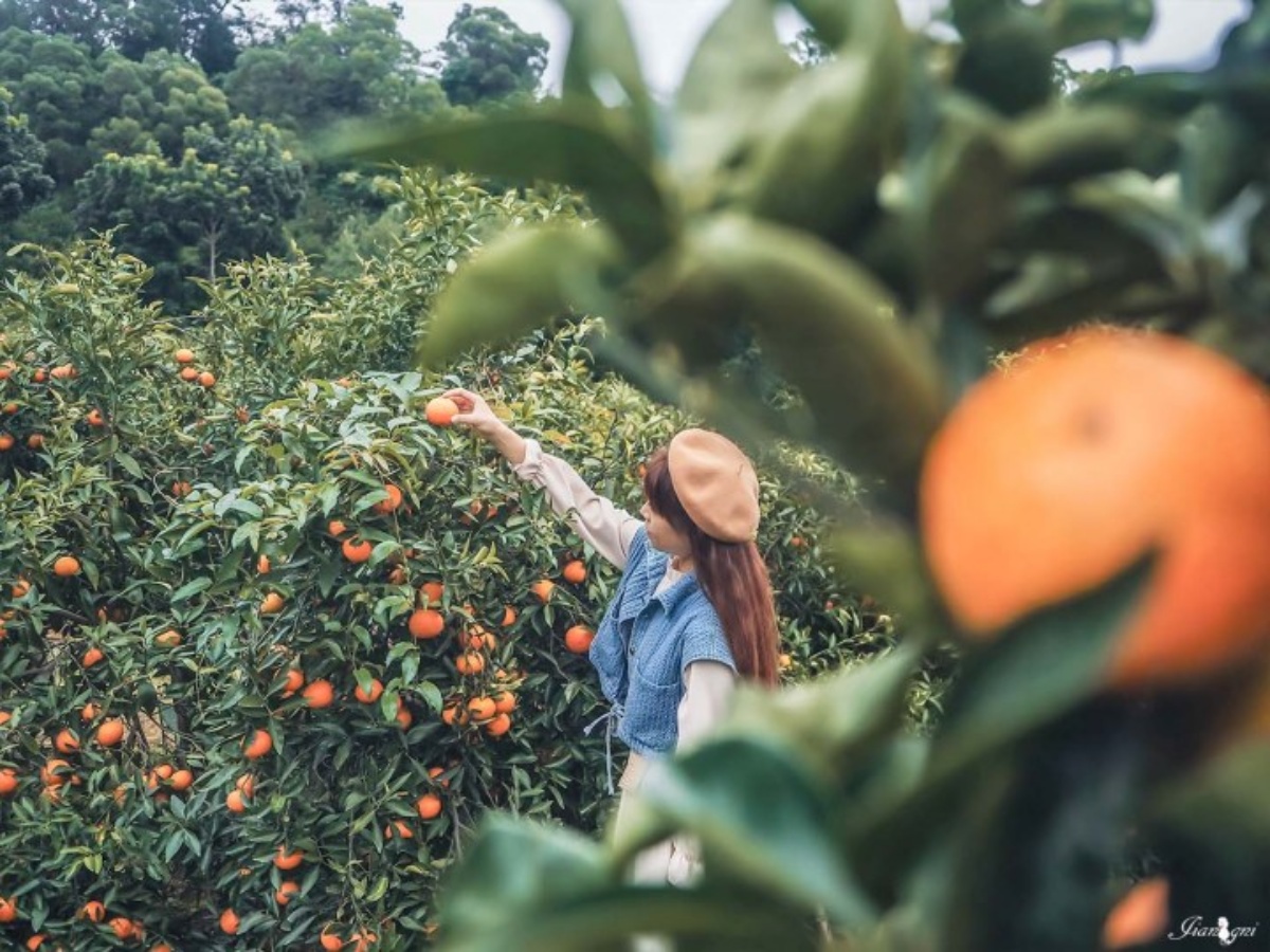 100元橘子吃到飽！美拍「台版濟州島」柑橘森林，入園方式、必吃品種看這篇