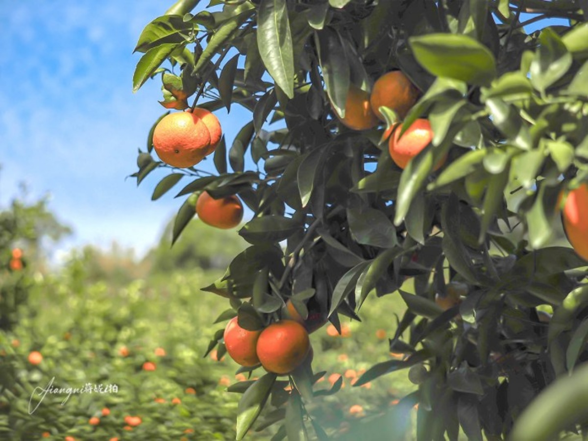 100元橘子吃到飽！美拍「台版濟州島」柑橘森林，入園方式、必吃品種看這篇