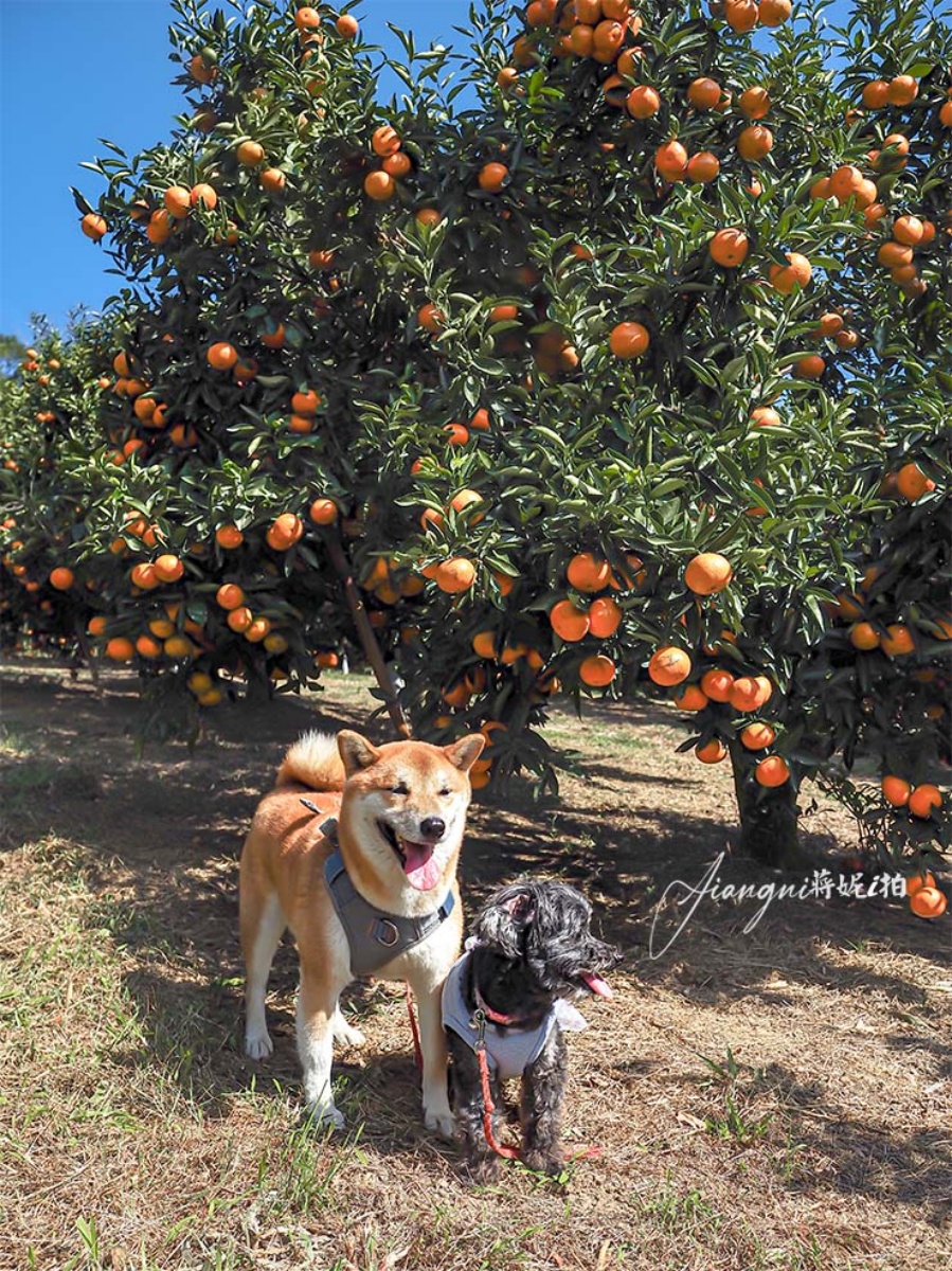 100元橘子吃到飽！美拍「台版濟州島」柑橘森林，入園方式、必吃品種看這篇
