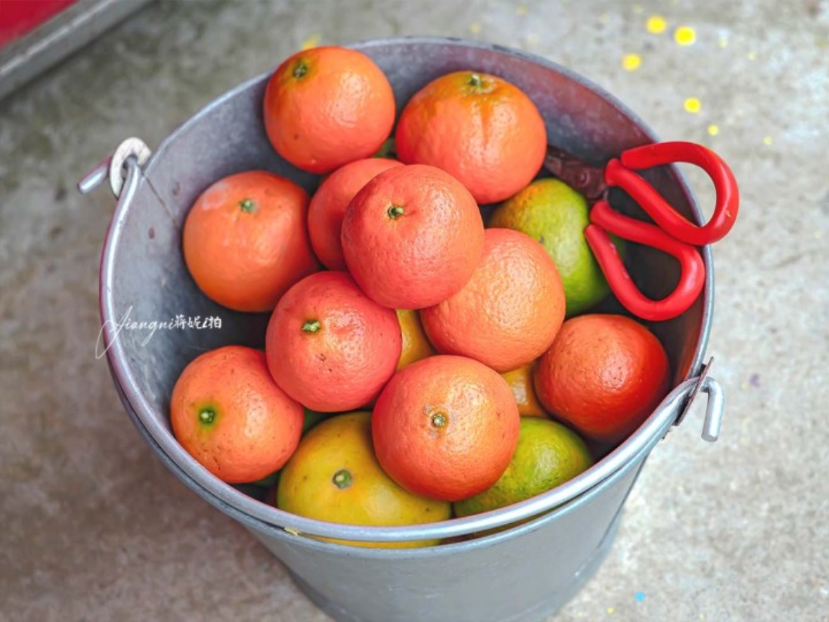 100元橘子吃到飽！美拍「台版濟州島」柑橘森林，入園方式、必吃品種看這篇