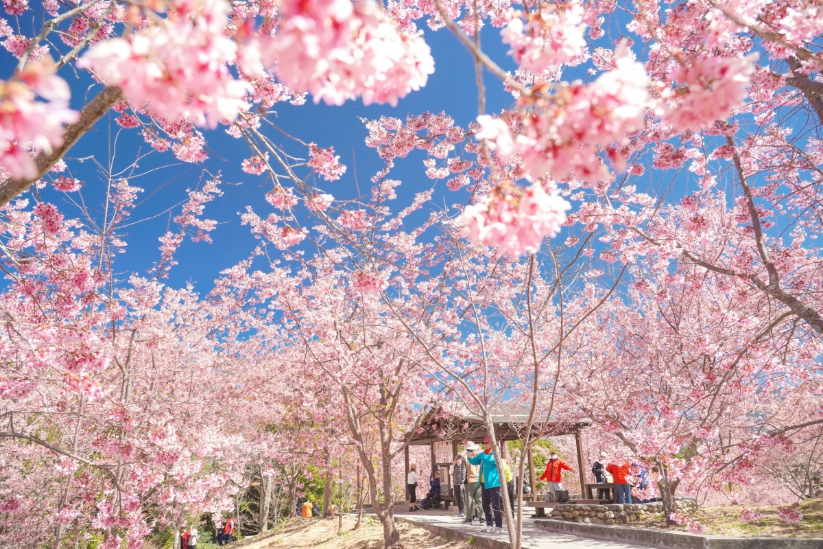 2026賞櫻行程開搶！阿里山跟團送「台灣燈會瑪利歐提燈」，武陵農場保證入園