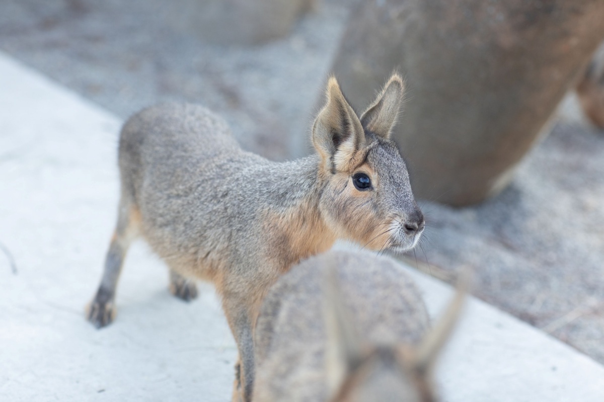 在地人免費逛！高雄全新「森林魔法動物園」１月開放，超過20種萌寵動物集合