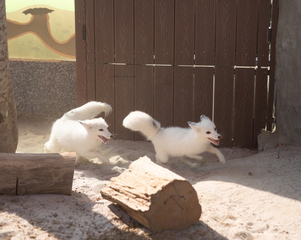 在地人免費逛！高雄全新「森林魔法動物園」１月開放，超過20種萌寵動物集合