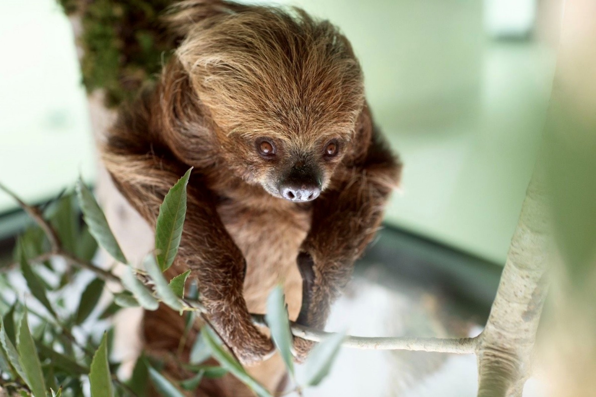 在地人免費逛!高雄全新「森林魔法動物園」1月開放,超過20種萌寵動物集合 在地人免費逛!高雄全新「森林魔法動物園」1月開放,超過20種萌寵動物集合