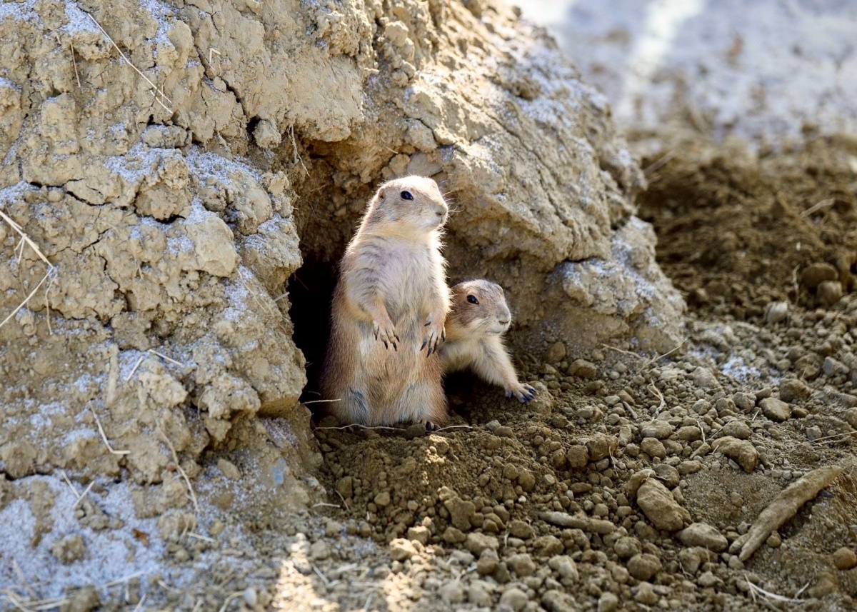 在地人免費逛!高雄全新「森林魔法動物園」1月開放,超過20種萌寵動物集合 在地人免費逛!高雄全新「森林魔法動物園」1月開放,超過20種萌寵動物集合