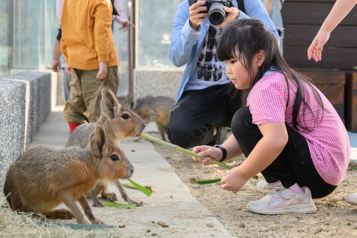在地人免費逛!高雄全新「森林魔法動物園」1月開放,超過20種萌寵動物集合 在地人免費逛!高雄全新「森林魔法動物園」1月開放,超過20種萌寵動物集合