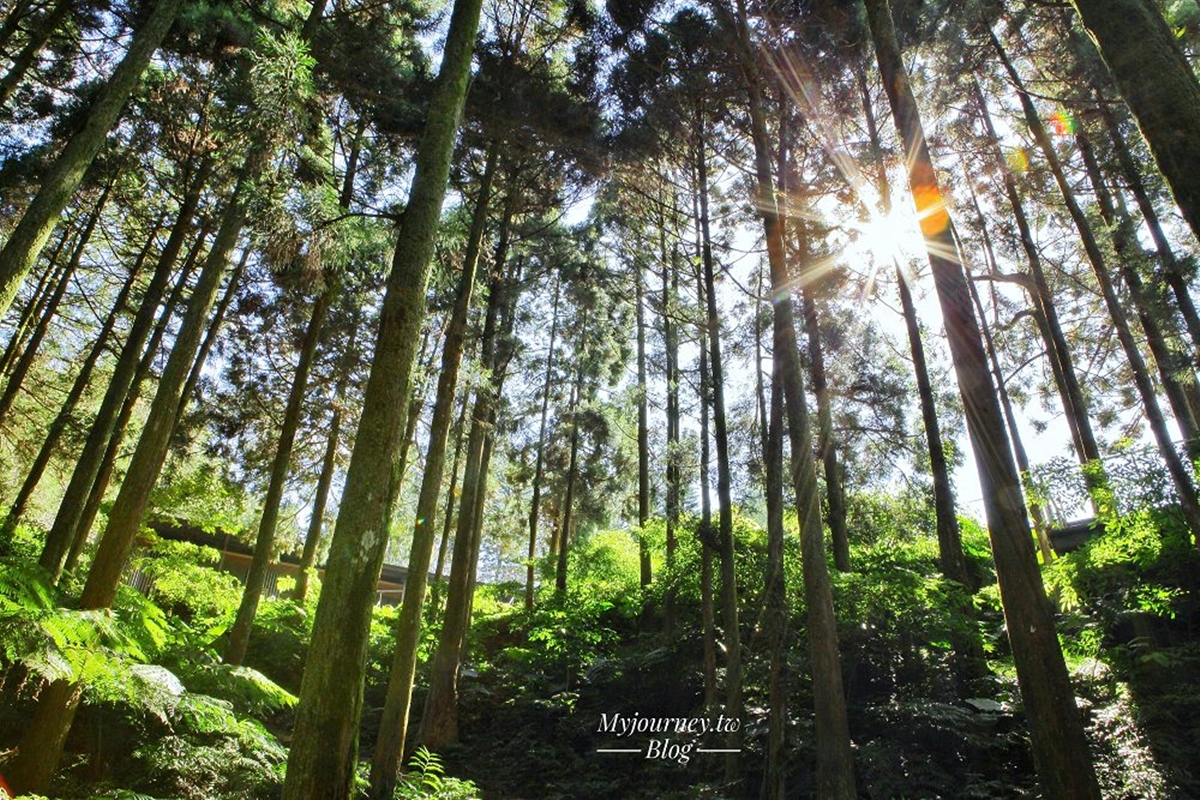 冬天美到春天！海拔700米「深山祕境咖啡」：落羽松接力櫻花，拍宮崎駿魔法森林