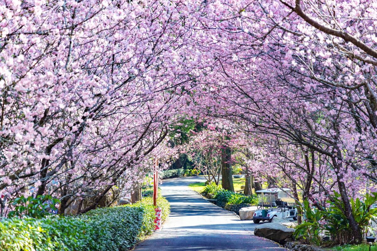 全台規模最大的賞櫻盛會「2026九族櫻花祭」！即將於1/31至3/8盛大展開