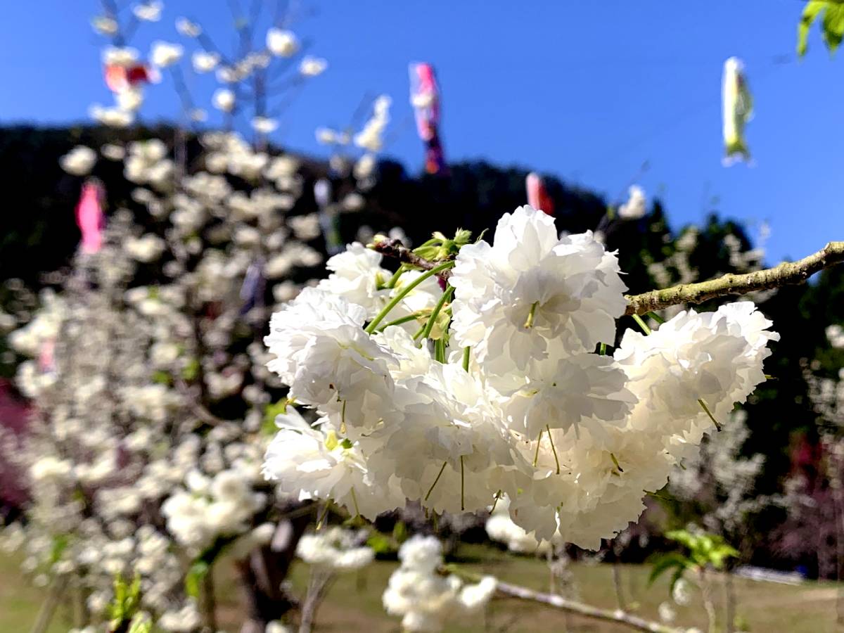 全台規模最大的賞櫻盛會「2026九族櫻花祭」！即將於1/31至3/8盛大展開