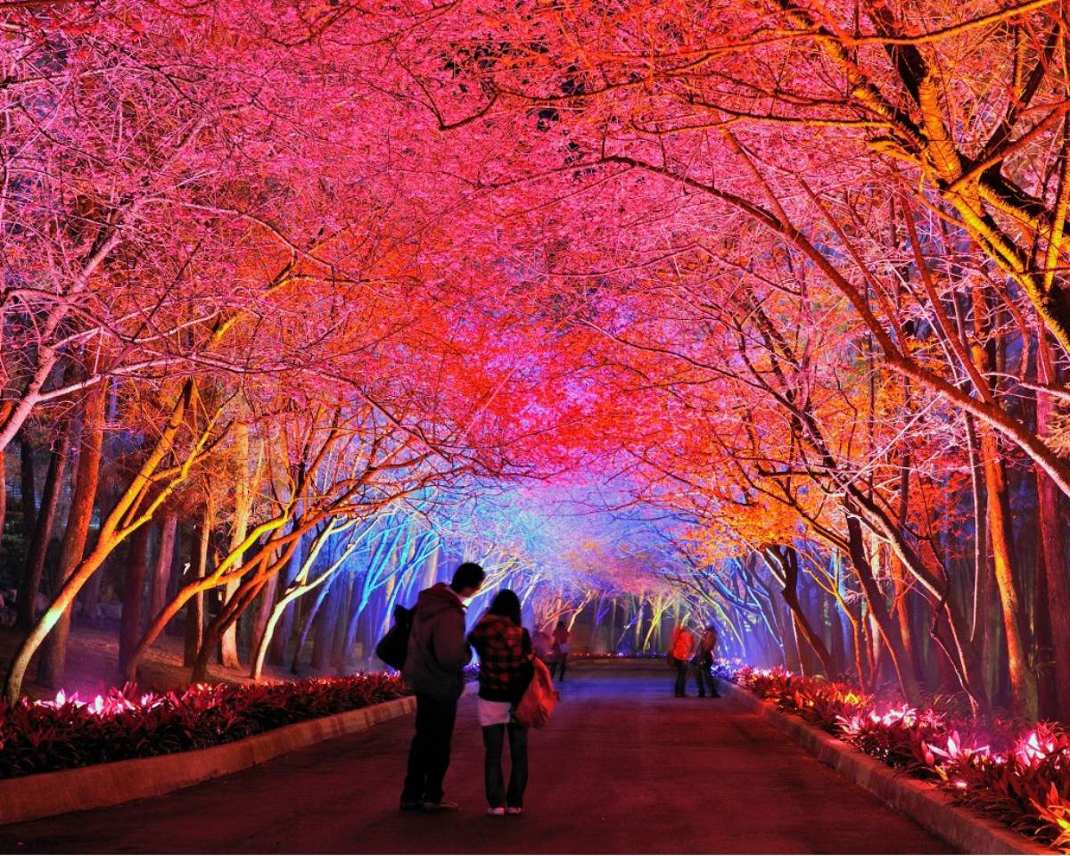 全台規模最大的賞櫻盛會「2026九族櫻花祭」！即將於1/31至3/8盛大展開