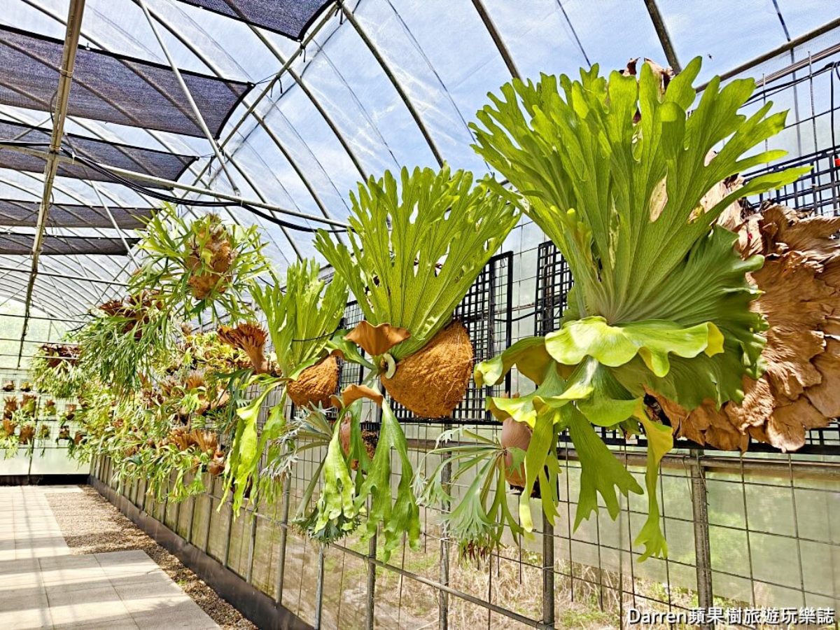 門票放大術！淡水「鹿角蕨祕境」200抵300，體驗上板DIY、日式庭院寵物友善