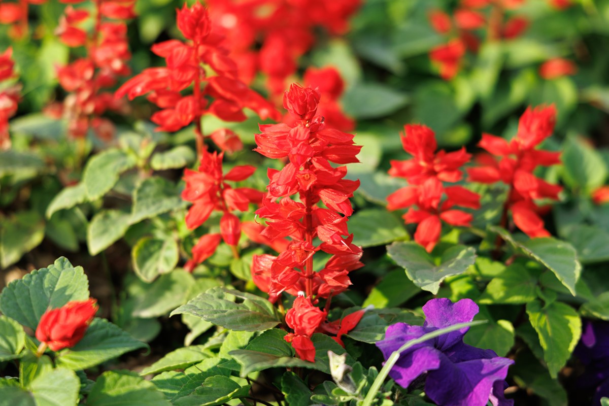 台北免費賞花秘境!繽紛花海持續到2月,搭捷運、公車就能輕鬆到 台北免費賞花秘境!繽紛花海持續到2月,搭捷運、公車就能輕鬆到