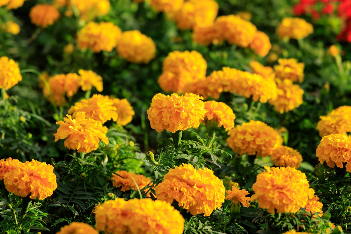 台北免費賞花秘境!繽紛花海持續到2月,搭捷運、公車就能輕鬆到 台北免費賞花秘境!繽紛花海持續到2月,搭捷運、公車就能輕鬆到