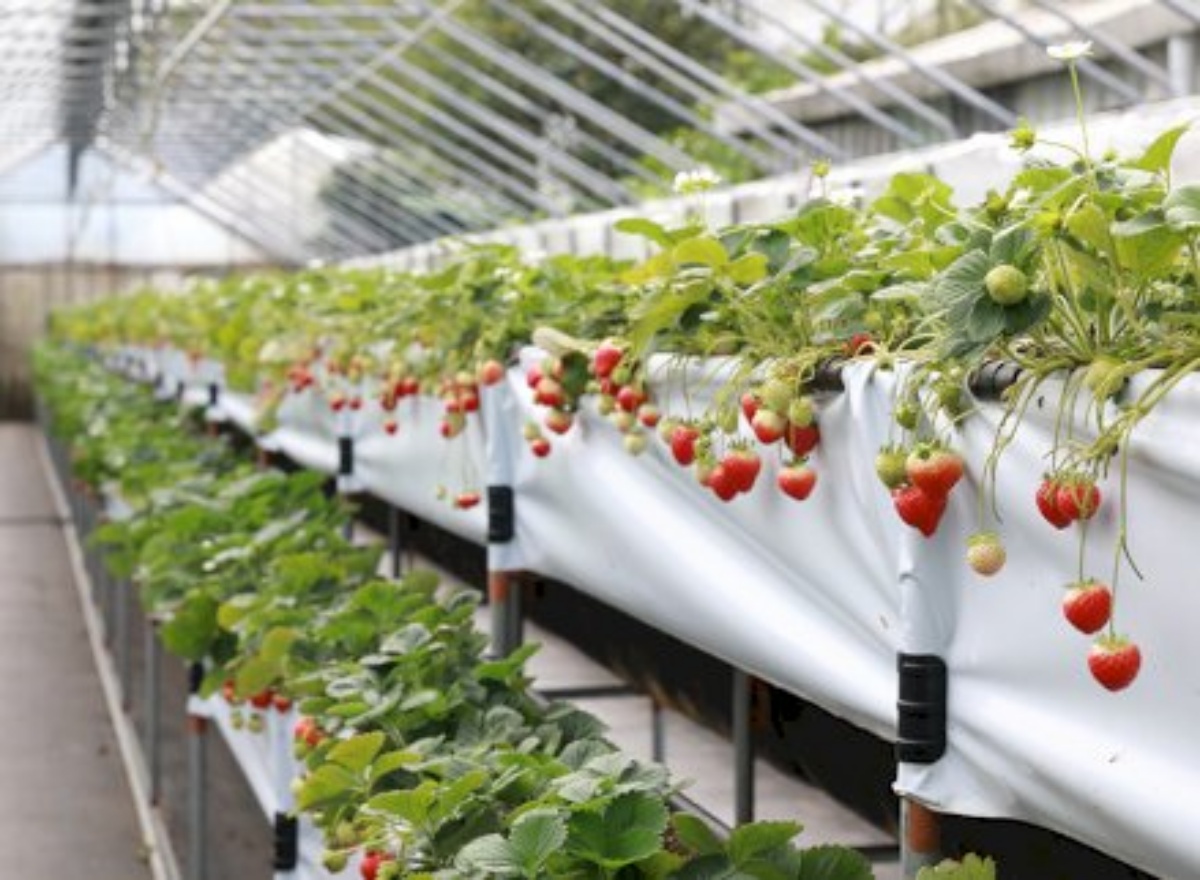 免踩泥巴下雨天也能去！６家好玩草莓園：DIY大福、超Q草莓裝、現烤桶仔雞