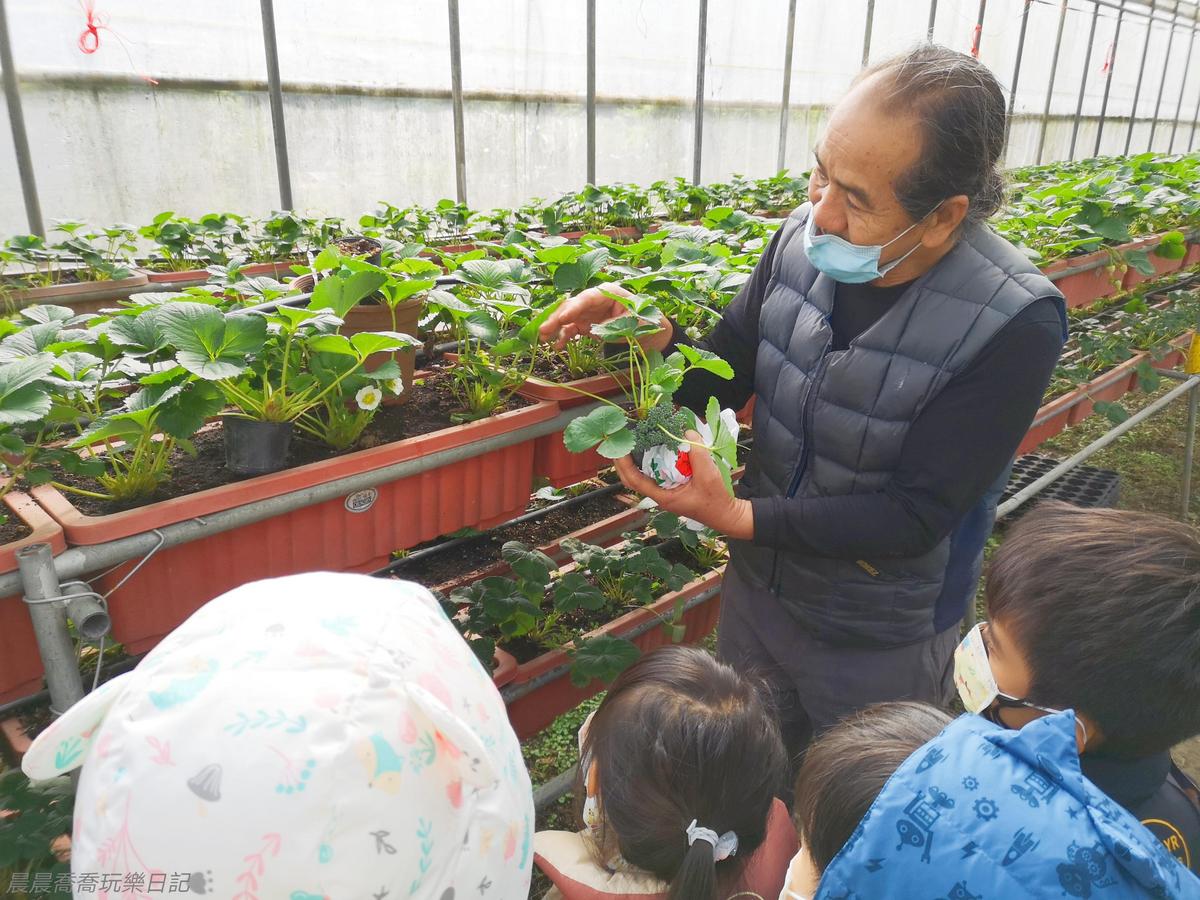 免踩泥巴下雨天也能去！６家好玩草莓園：DIY大福、超Q草莓裝、現烤桶仔雞
