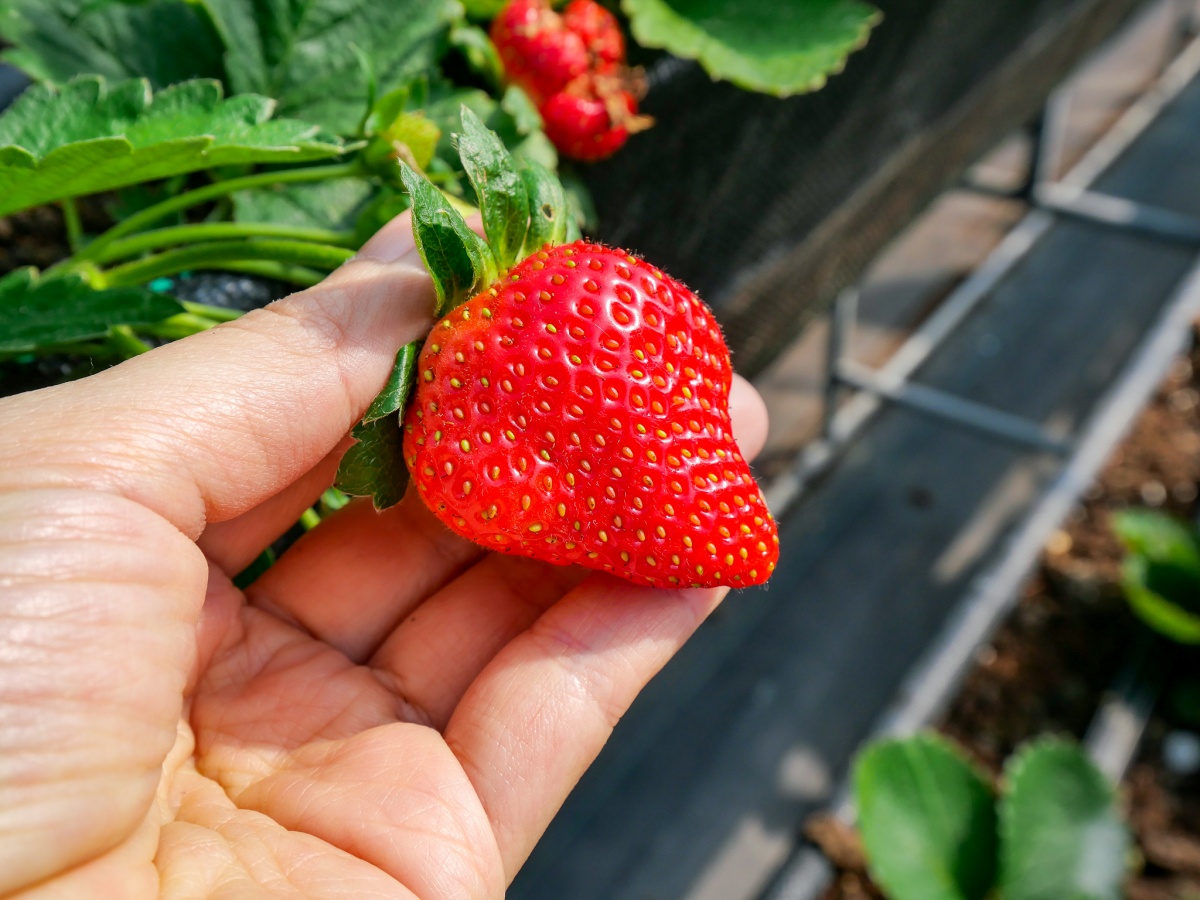 免踩泥巴下雨天也能去！６家好玩草莓園：DIY大福、超Q草莓裝、現烤桶仔雞