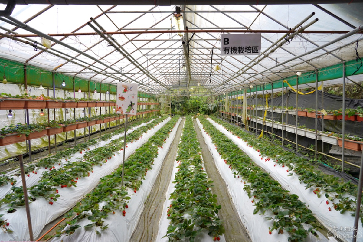 免踩泥巴下雨天也能去！６家好玩草莓園：DIY大福、超Q草莓裝、現烤桶仔雞