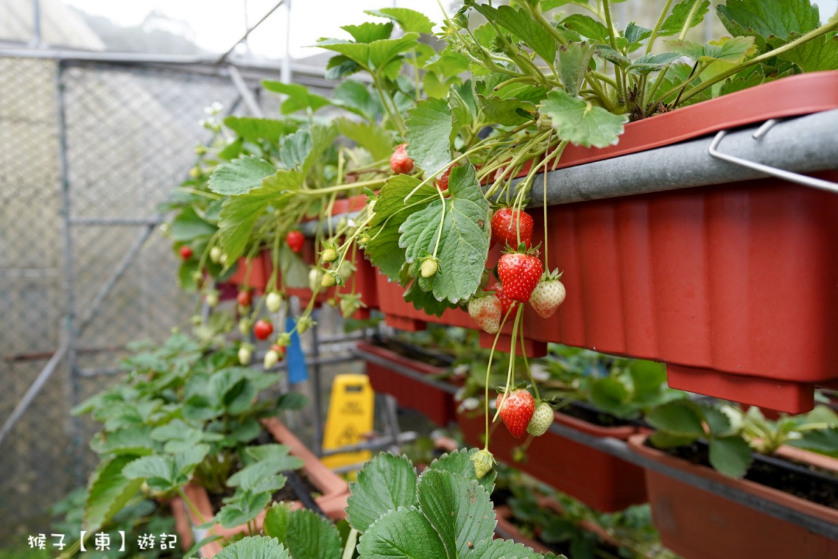 免踩泥巴下雨天也能去！６家好玩草莓園：DIY大福、超Q草莓裝、現烤桶仔雞