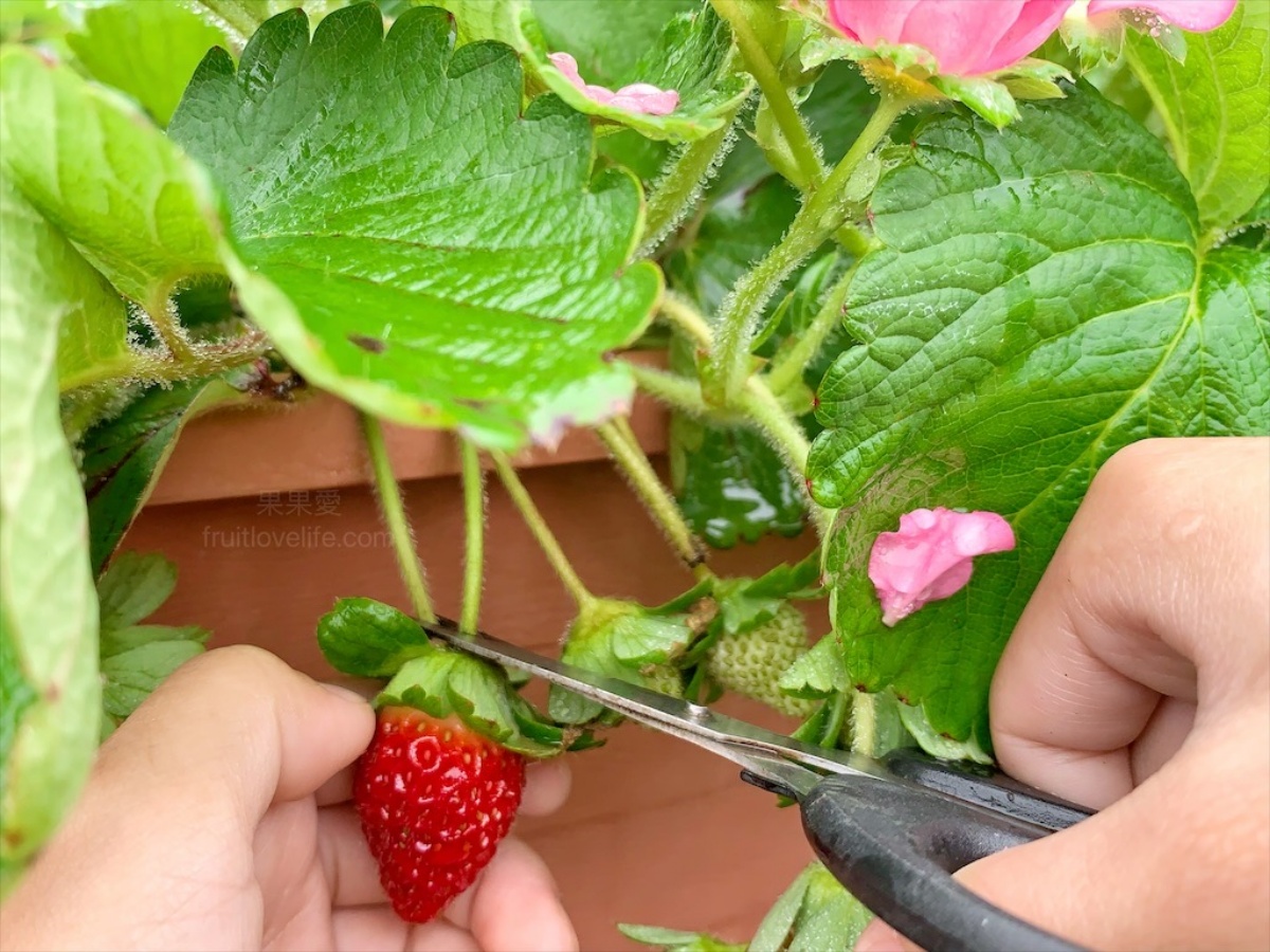 大湖草莓季必收！８間強大果園懶人包：稀有白草莓、韓系下午茶，連毛孩也能去