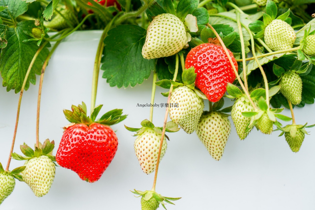 大湖草莓季必收！８間強大果園懶人包：稀有白草莓、韓系下午茶，連毛孩也能去