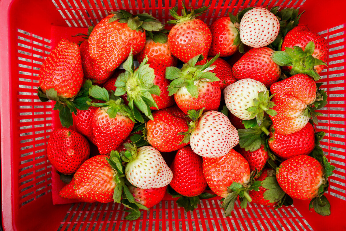 大湖草莓季必收！８間強大果園懶人包：稀有白草莓、韓系下午茶，連毛孩也能去